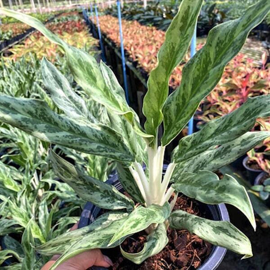 Aglaonema MONEY MONEY