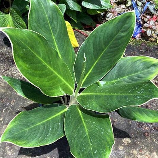 Aglaonema YOK KANJANA