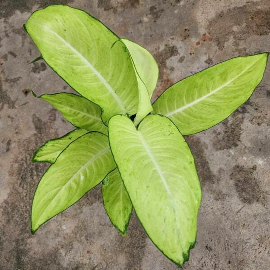 Dieffenbachia WHITE PRINCESS