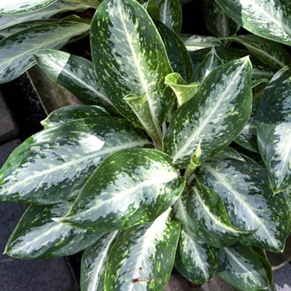 Aglaonema BANLANG NGERN