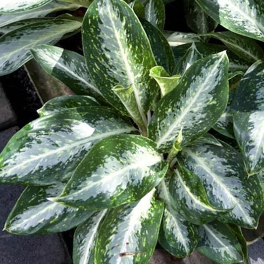 Aglaonema BANLANG NGERN