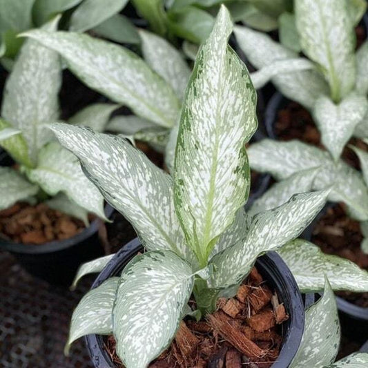 Dieffenbachia UDOM SAB
