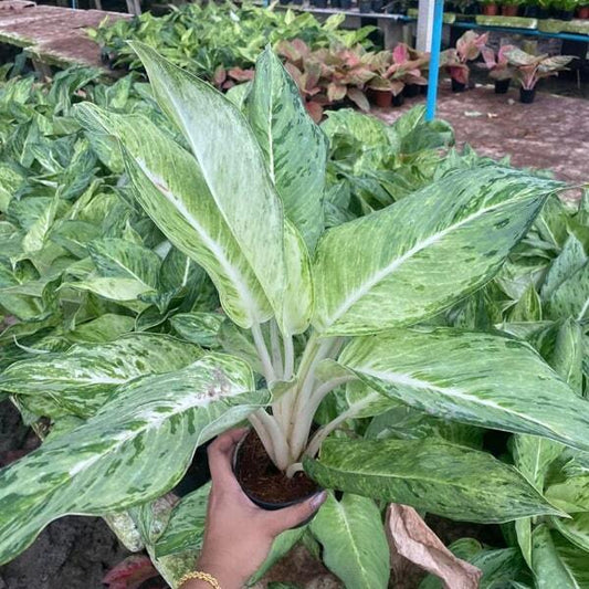 Aglaonema SNOW WHITE
