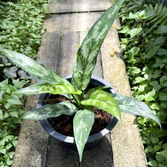 Aglaonema GAEW MUEANG PE