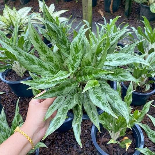 Aglaonema SEDTHEE NGERN