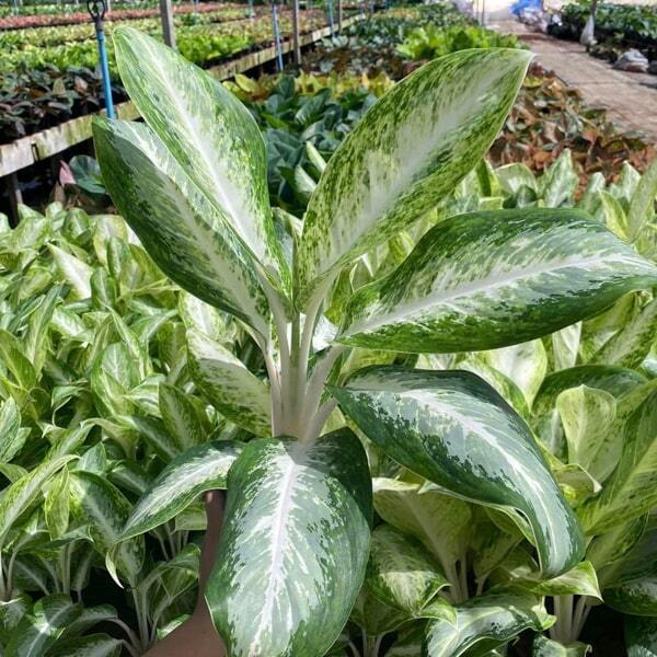 Aglaonema BANLANG GAEW