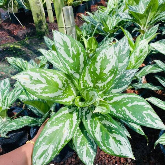 Aglaonema BAI LAPAN