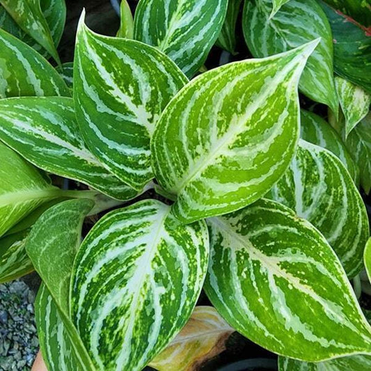 Aglaonema WAN WATERMELON