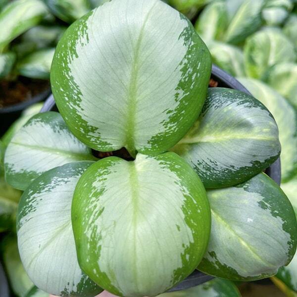 Aglaonema GAN GLUAY