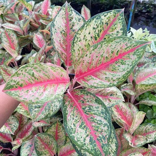 Aglaonema 30 KARAT