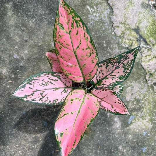 Aglaonema VALENTINE