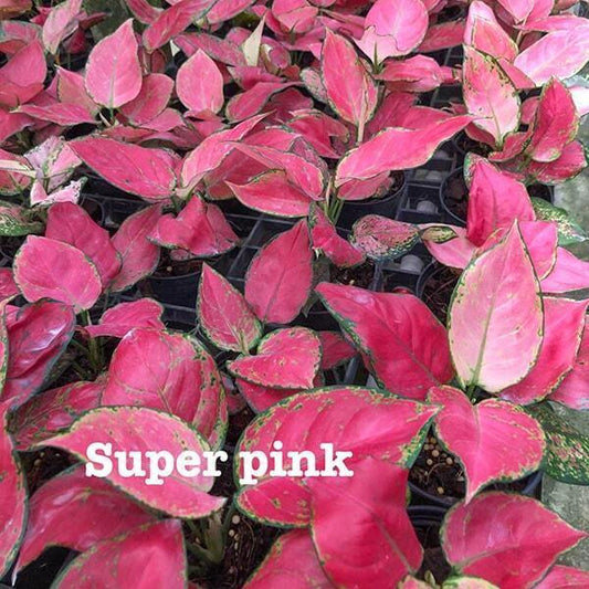 Aglaonema SUPER PINK