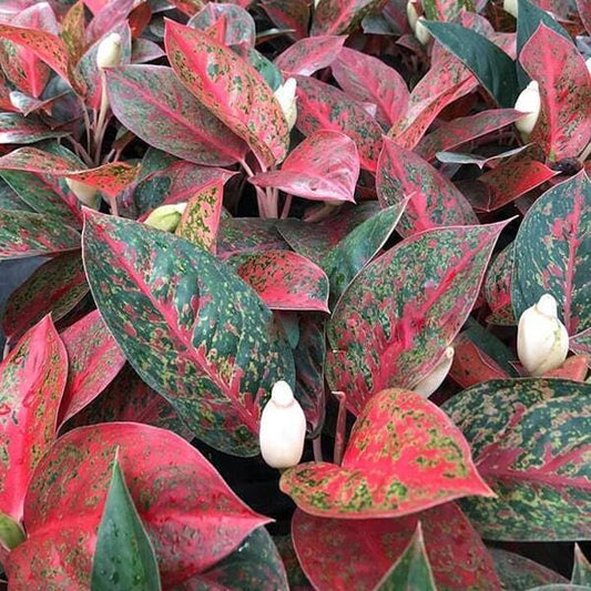 Aglaonema STARDUST / RED SABMONGKOL