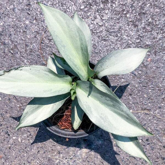 Aglaonema STAR PLATINUM