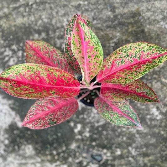Aglaonema SIRI MONGKOL