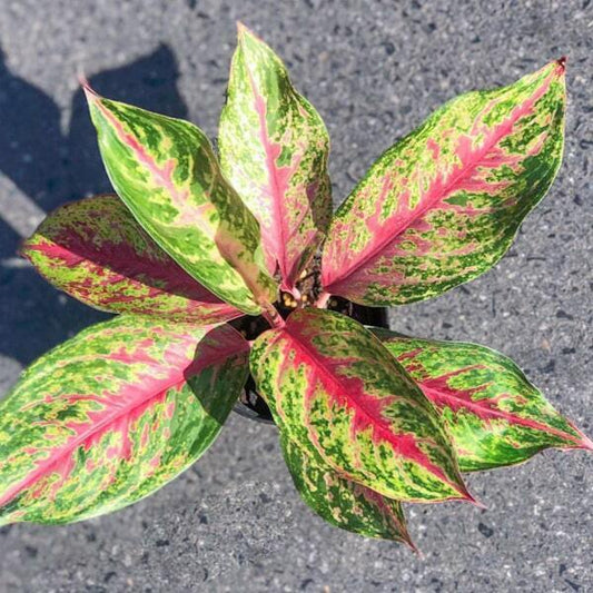 Aglaonema SIAM VIOLET