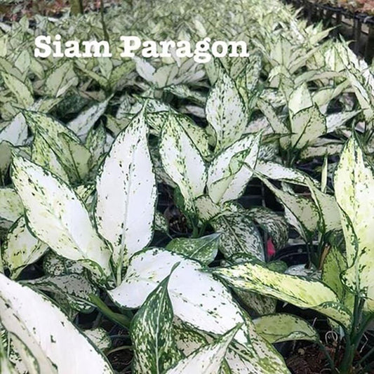 Aglaonema SIAM PARAGON