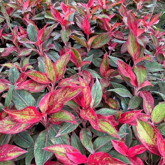 Aglaonema SIAM AURORA