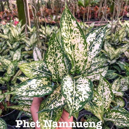 Aglaonema FIRST DIAMOND