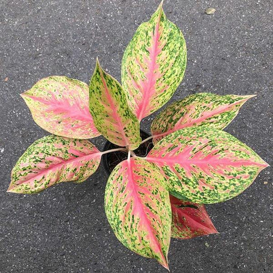 Aglaonema PATHUM THIP