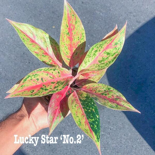 Aglaonema LUCKY STAR N2