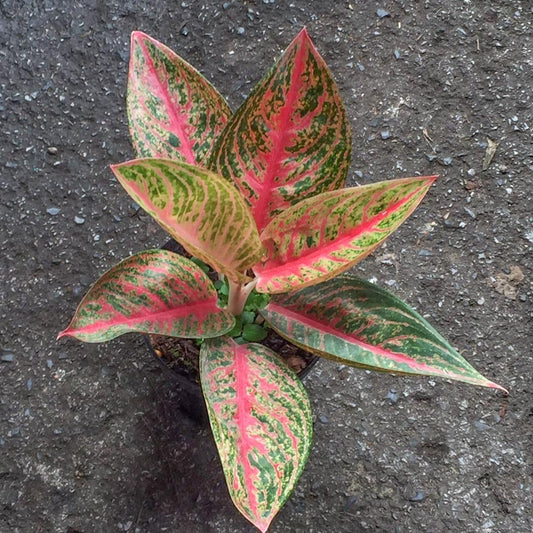 Aglaonema LEGACY