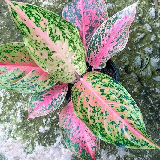 Aglaonema LAK SAB