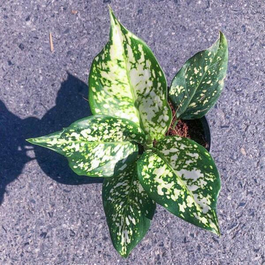 Aglaonema ANYAMANEE WHITE