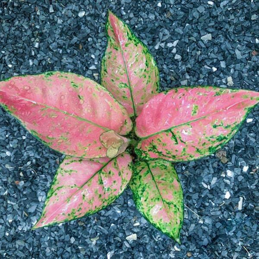 Aglaonema ANYAMANEE PINK