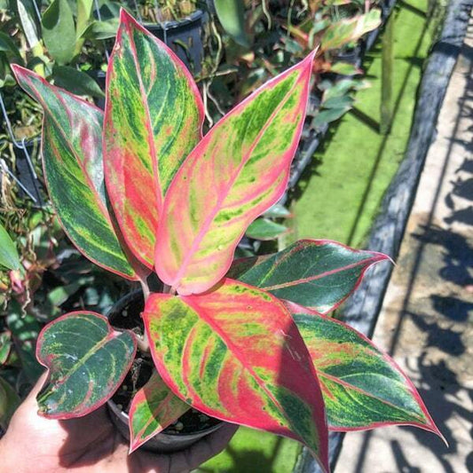 Aglaonema LIPSTICK