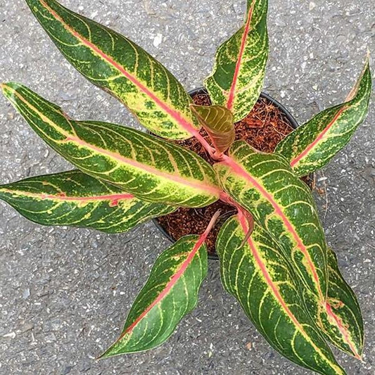 Aglaonema MARGARET