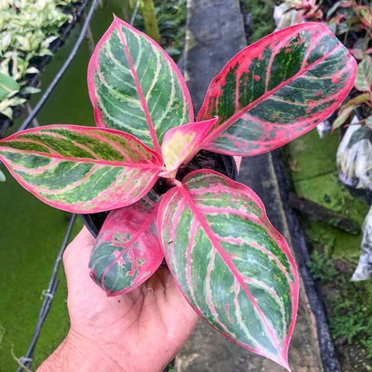 Aglaonema MANGKORN YOK