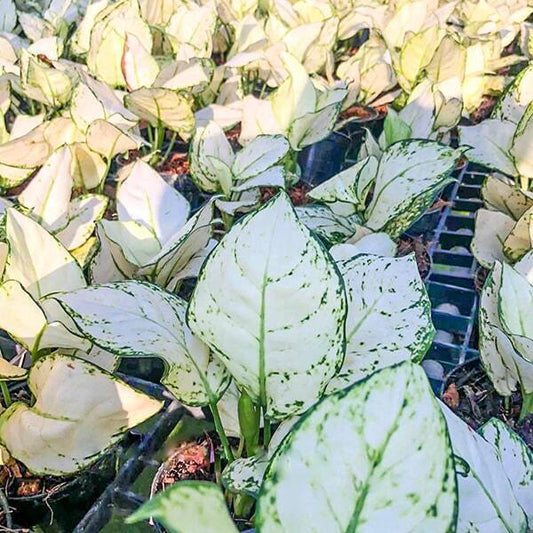 Aglaonema SUPER WHITE