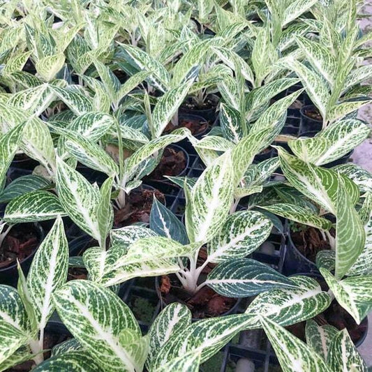 Aglaonema WHITE LEGACY