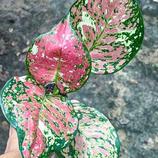 Aglaonema ANYAMANEE TRICOLOR