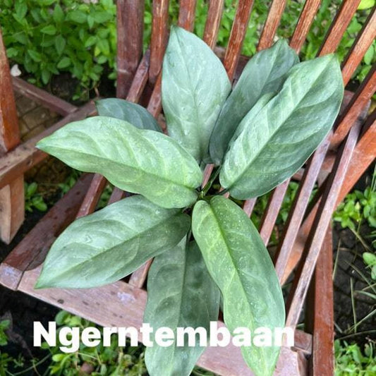 Aglaonema NGERN TEM BAAN