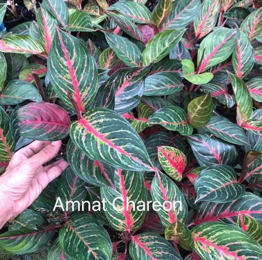 Aglaonema AMNAT JAREN