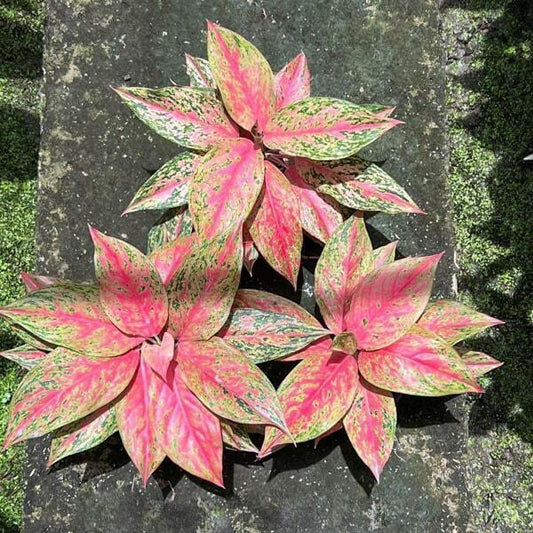 Aglaonema CLEOPATRA