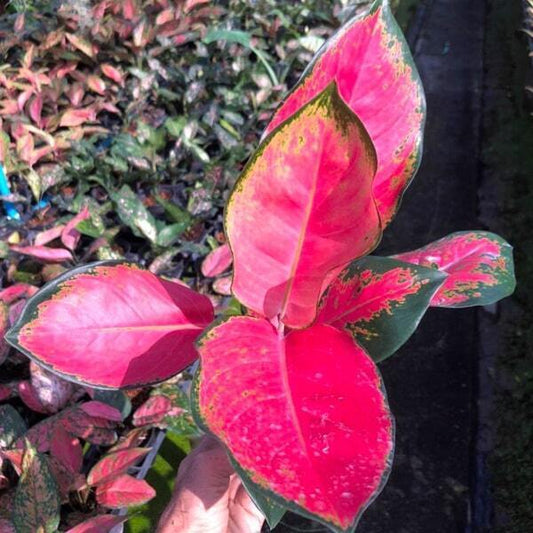 Aglaonema CHANG DAENG / RED ELEPHANT