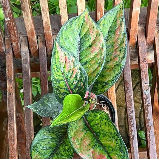 Aglaonema HENG HENG HENG