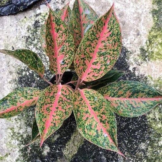 Aglaonema ORANGE DIAMOND