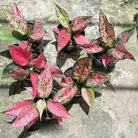 Aglaonema KAMKOON