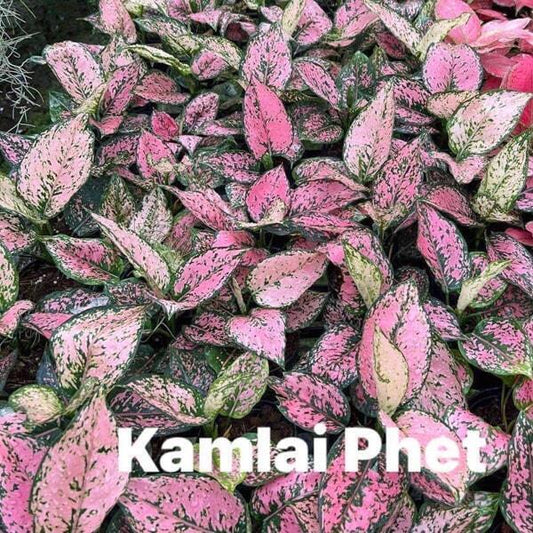 Aglaonema KAMLAI PHET