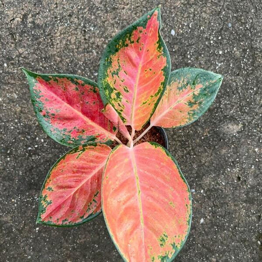 Aglaonema RATTANA RUNG RUEANG