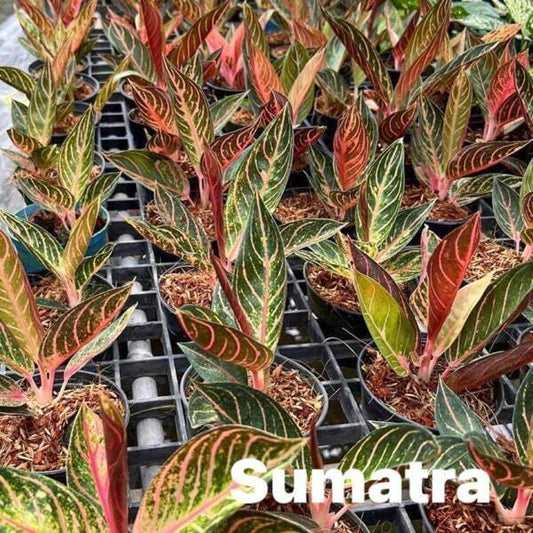 Aglaonema SUMATRA