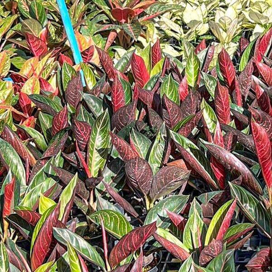 Aglaonema BLACK SUMATRA