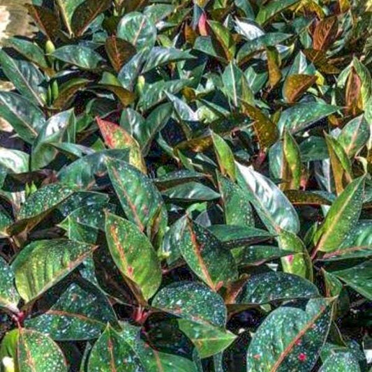 Aglaonema BLACK STARDUST