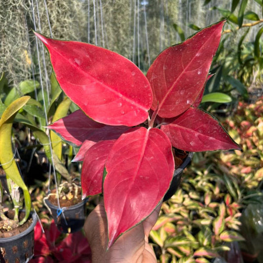 Aglaonema COCHIN BERRY