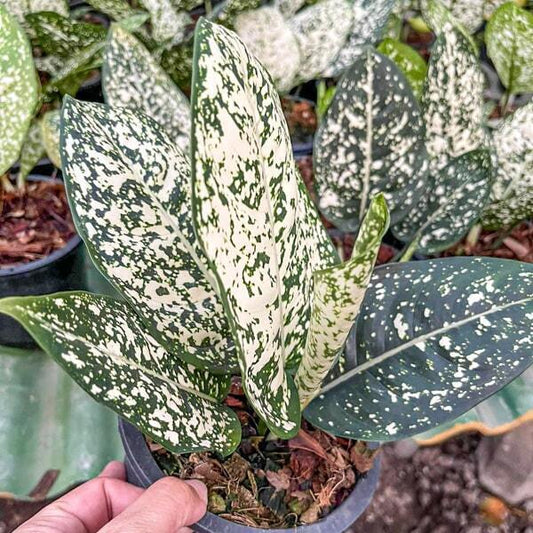 Aglaonema MORADOK LOK