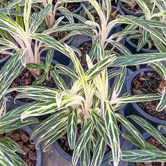 Aglaonema KHEM THONG